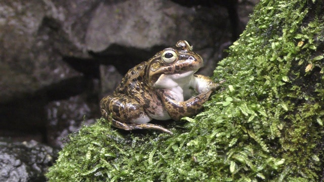 Daruma pond frog (porosus)
