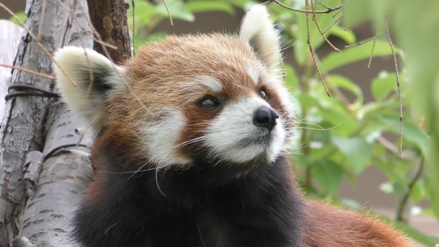 Styan's red panda