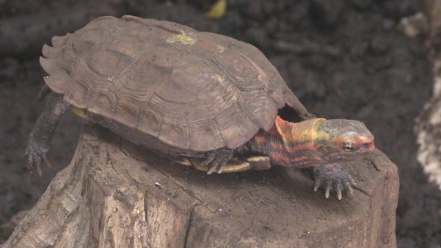 Okinawa black-breasted leaf turtle