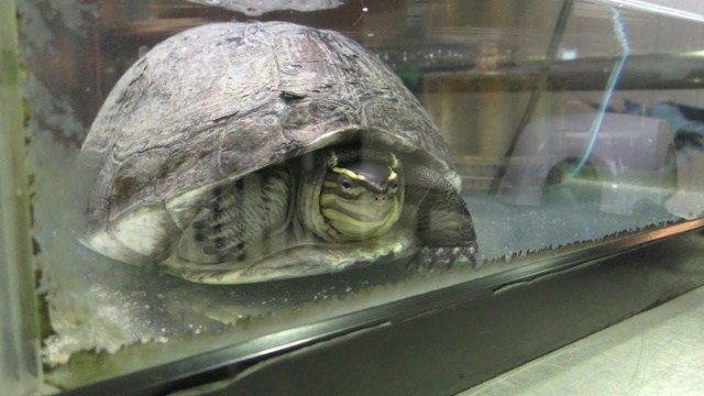 Malayan box turtle
