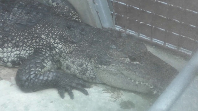 Morelet's crocodile