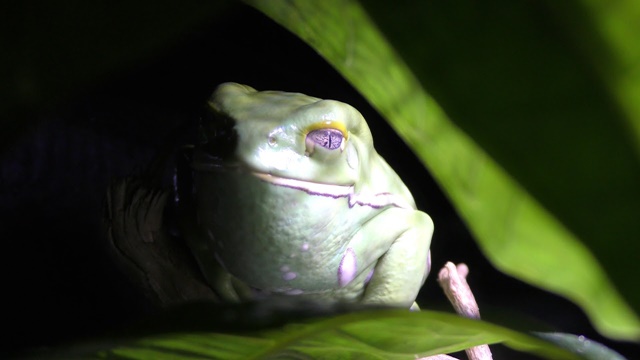 Waxy monkey leaf frog