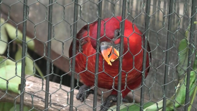 Cardinal lory