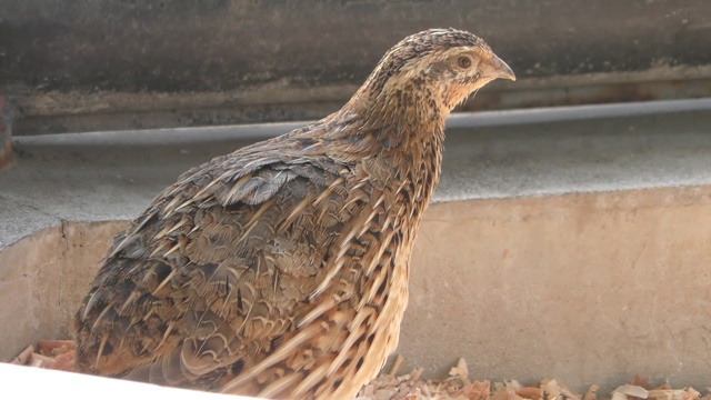 Japanese quail