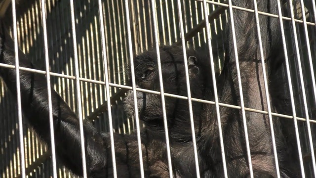 Black-faced spider monkey