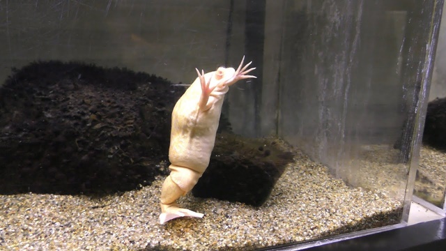 African clawed frog (albino)