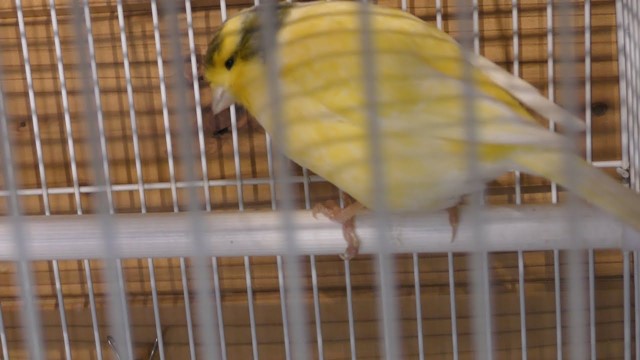 Domestic canary