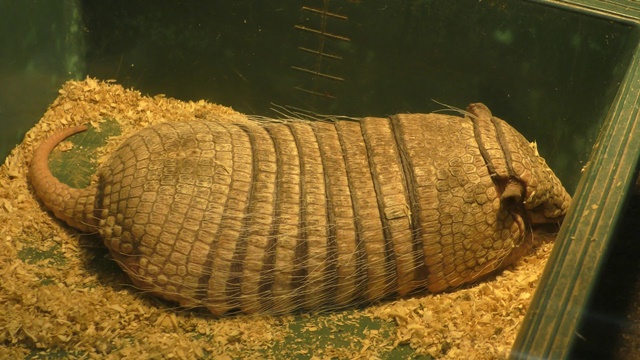 Six-banded armadillo