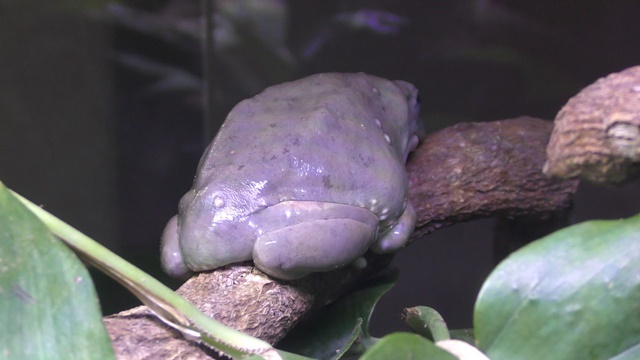Mexican leaf frog