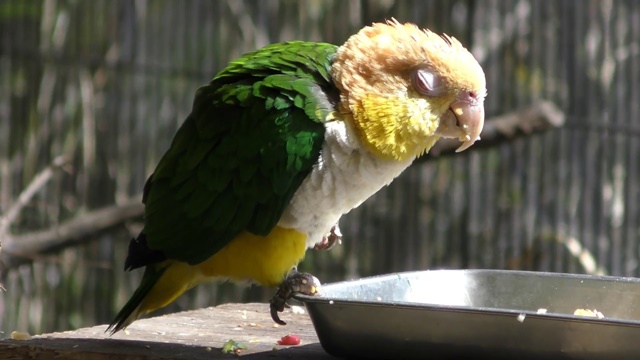 Green-thighed parrot