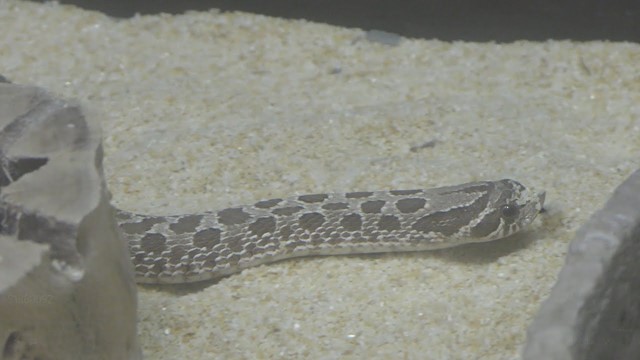 セイブシシバナヘビ