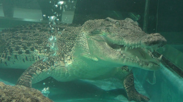 Salt-water crocodile