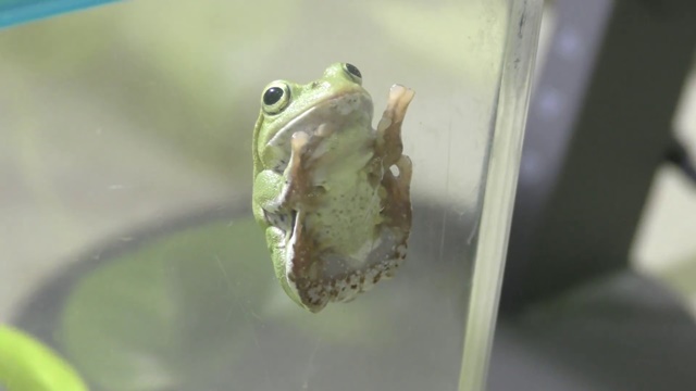 Schlegel's green tree frog