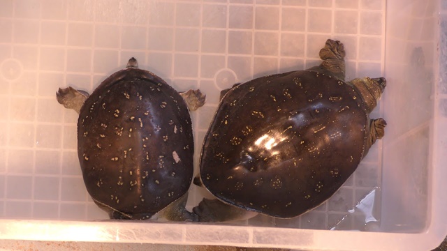 Indian flap-shelled turtle (andersoni)