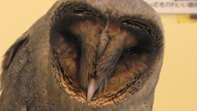 Black barn owl