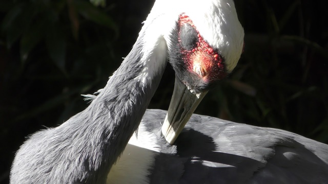 White-necked crane