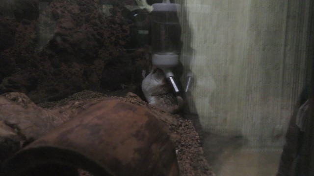 Fat-tailed gerbil