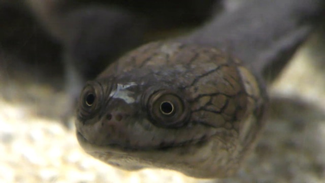 Narrow-breasted snake-necked turtle