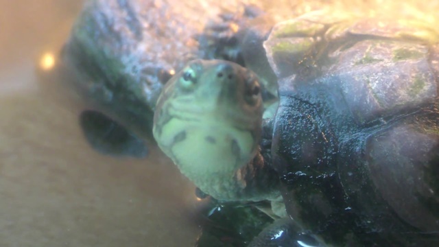Annam pond turtle