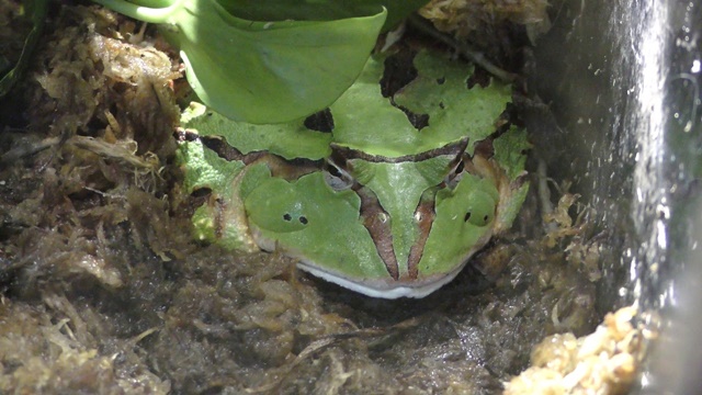 Amazon horned frog