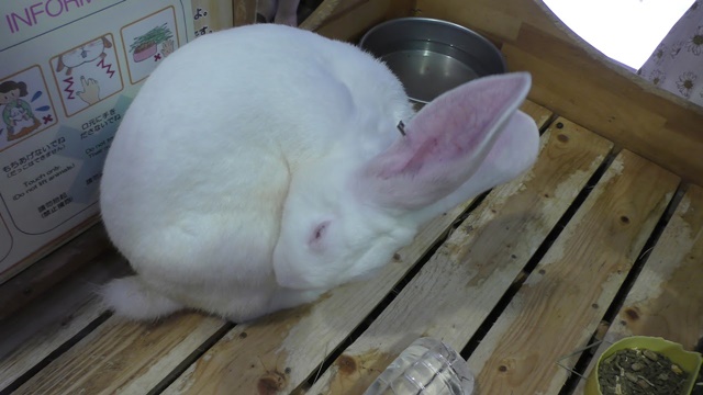 Japanese white rabbit (akita)