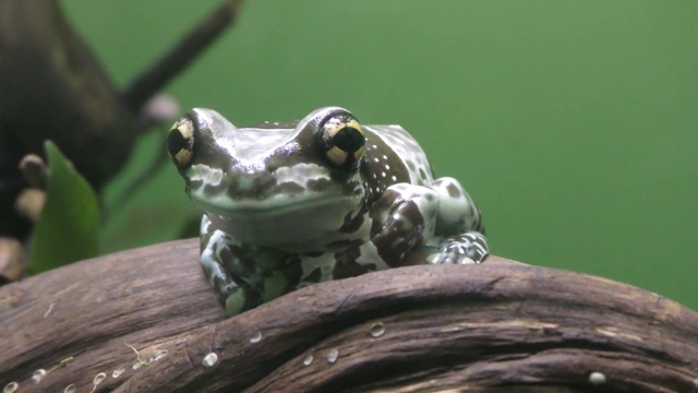 Amazon milk frog