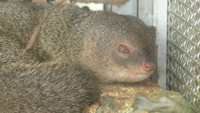 Small indian mongoose