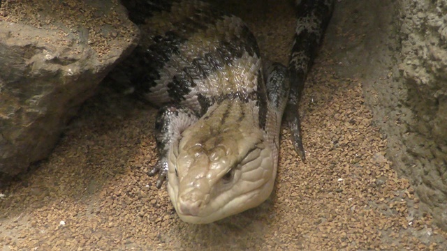 Eastern blue-tongued lizard