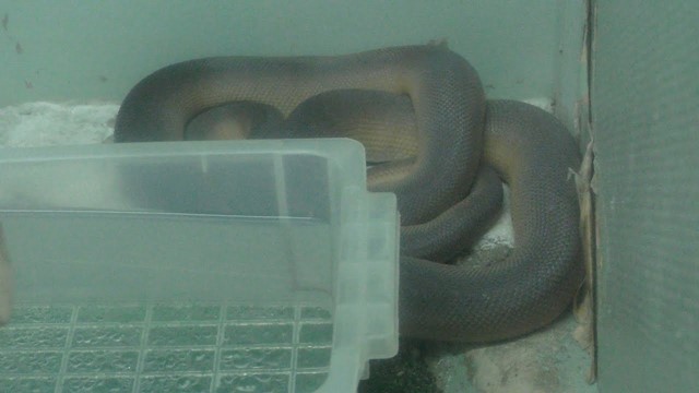 White lipped python