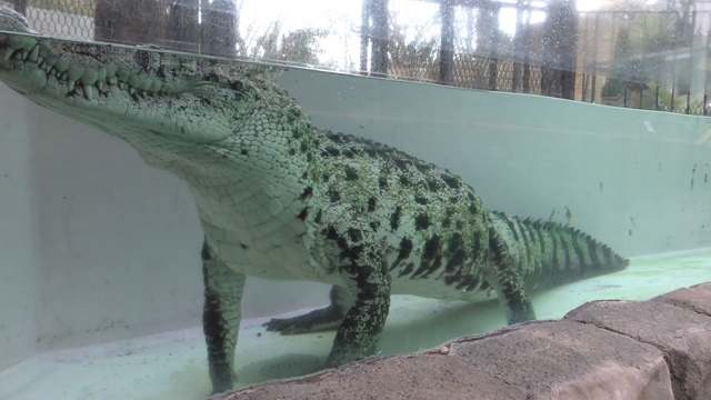 New guinea crocodile