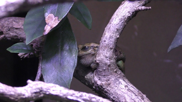 Andean marsupial tree frog