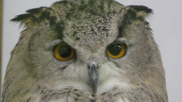 Turkmenian eagle owl