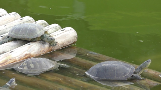 Yaeyama yellow pond turtle