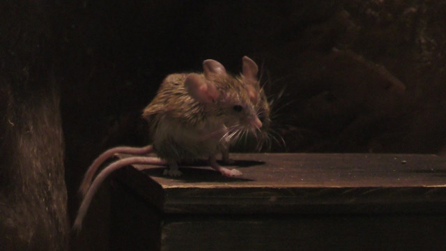 Great balkhan mouse-like hamster