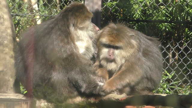 Tibetan macaque