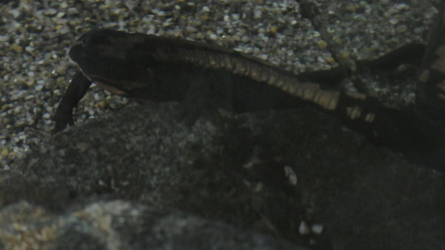 Laos warty newt