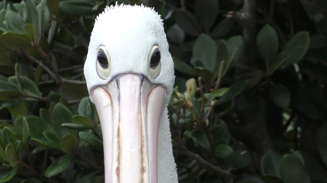 Australian pelican