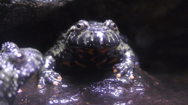 Oriental bell toad