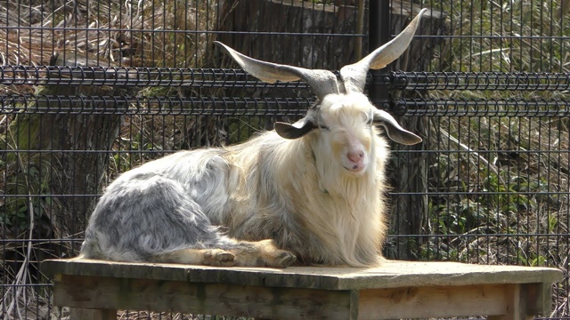 Long eared goat
