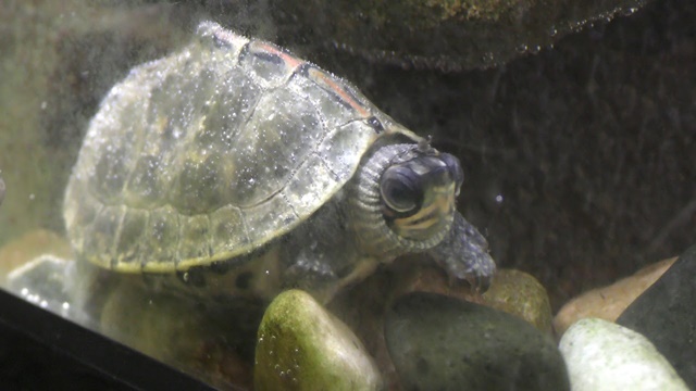 Indian roofed turtle