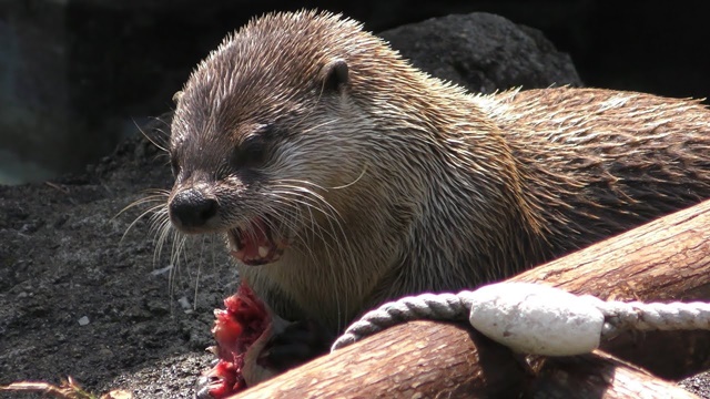 Canadian otter