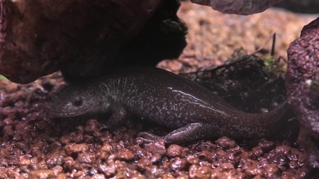 Tosashimizu salamander