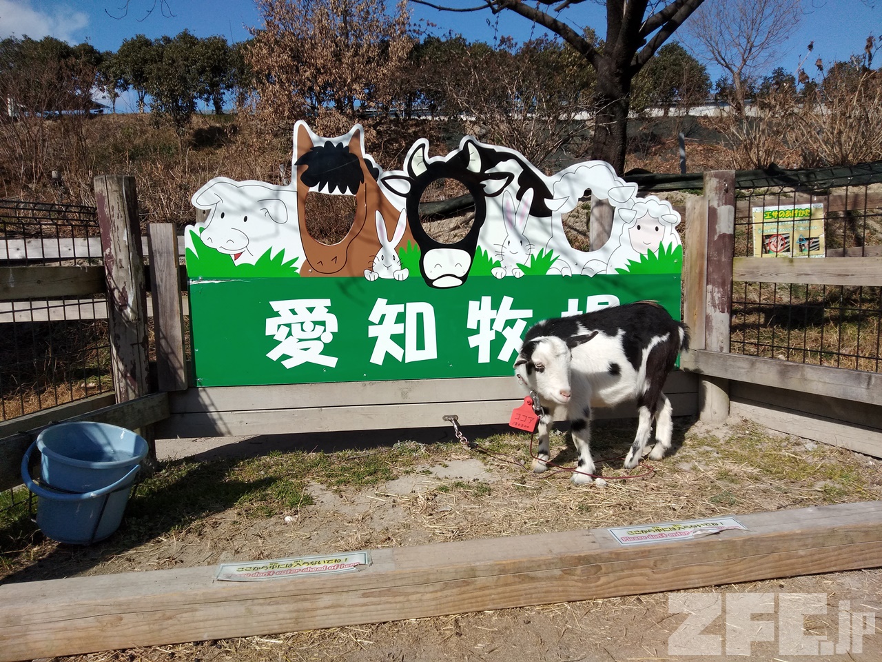 牧場主 愛知牧場 | ZFC.jp